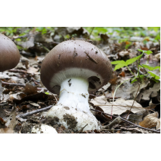 Мицелий Паутинника превосходного (Cortinarius praestans)